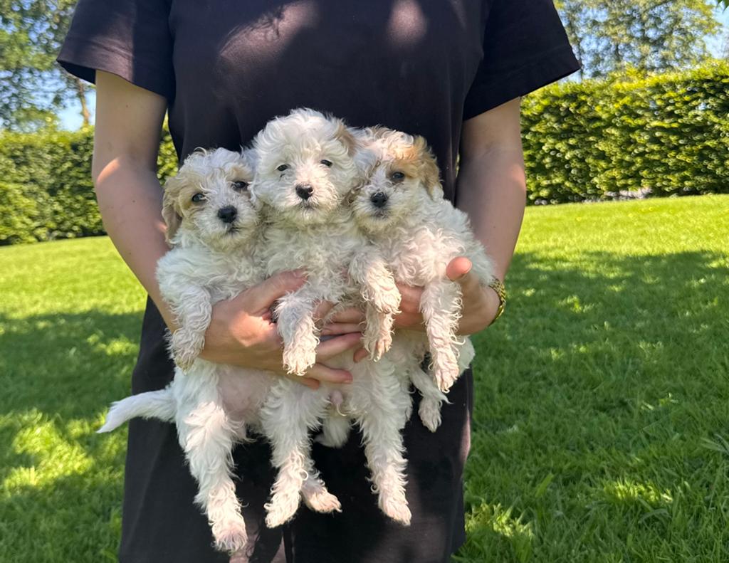 Labradoodle pups mini, Dieren en Toebehoren, 8 tot 15 weken, Meerdere, Meerdere dieren, Klein
