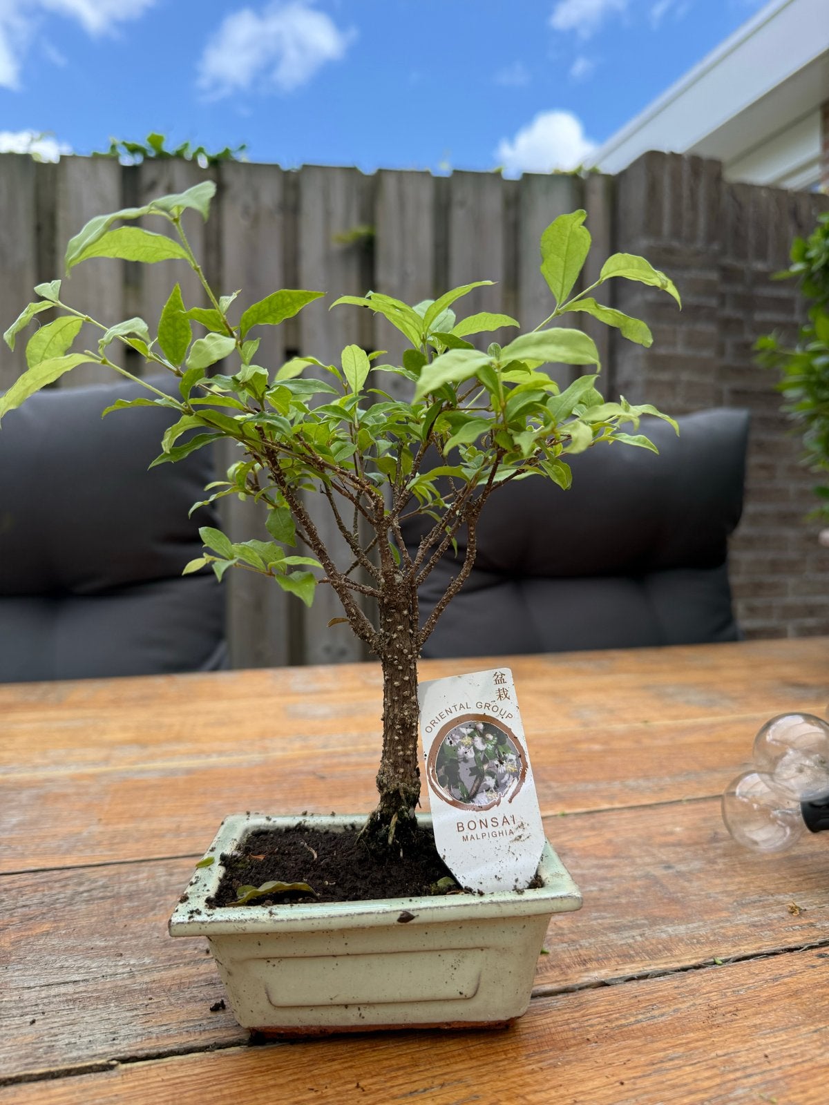 Bonsai Malpighia - Kleine boom voor binnen en buiten, Overige soorten, Volle zon, Vaste plant, Ophalen of Verzenden