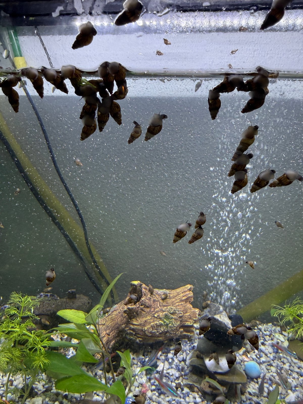 Aquarium slak