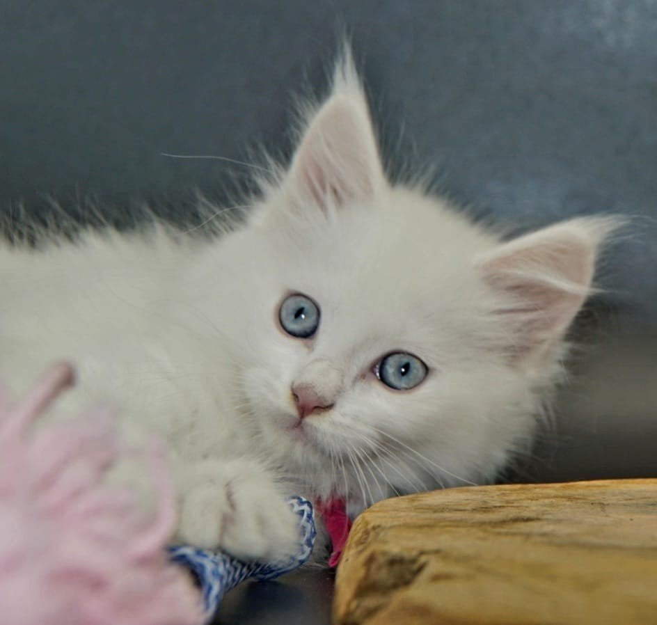 Maine Coon kittens, Meerdere dieren, Gechipt, 0 tot 2 jaar