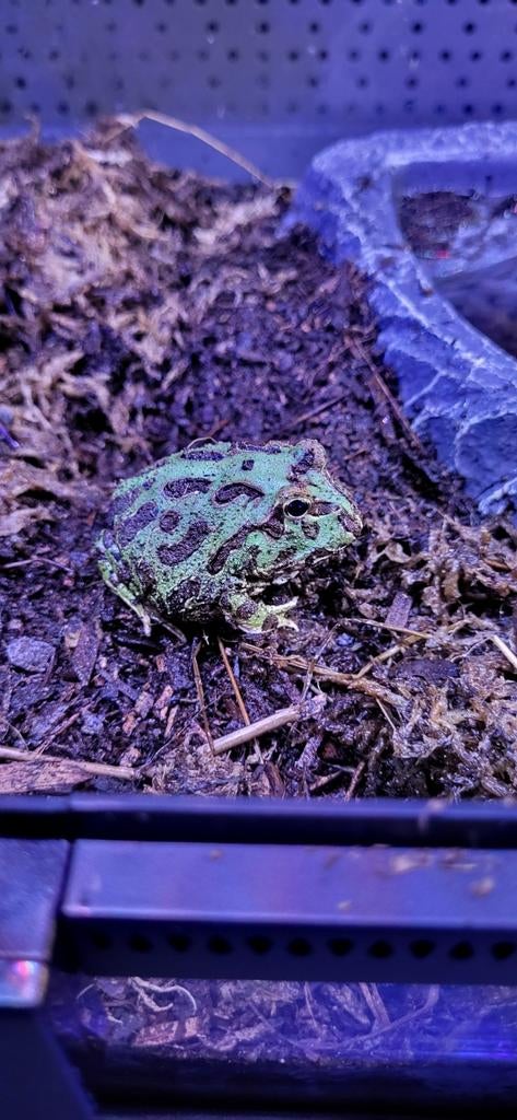 Ceratophrys cranwelli - Pac-man frog, Dieren en Toebehoren, Reptielen en Amfibieën, Amfibie, Met terrarium, 0 tot 2 jaar