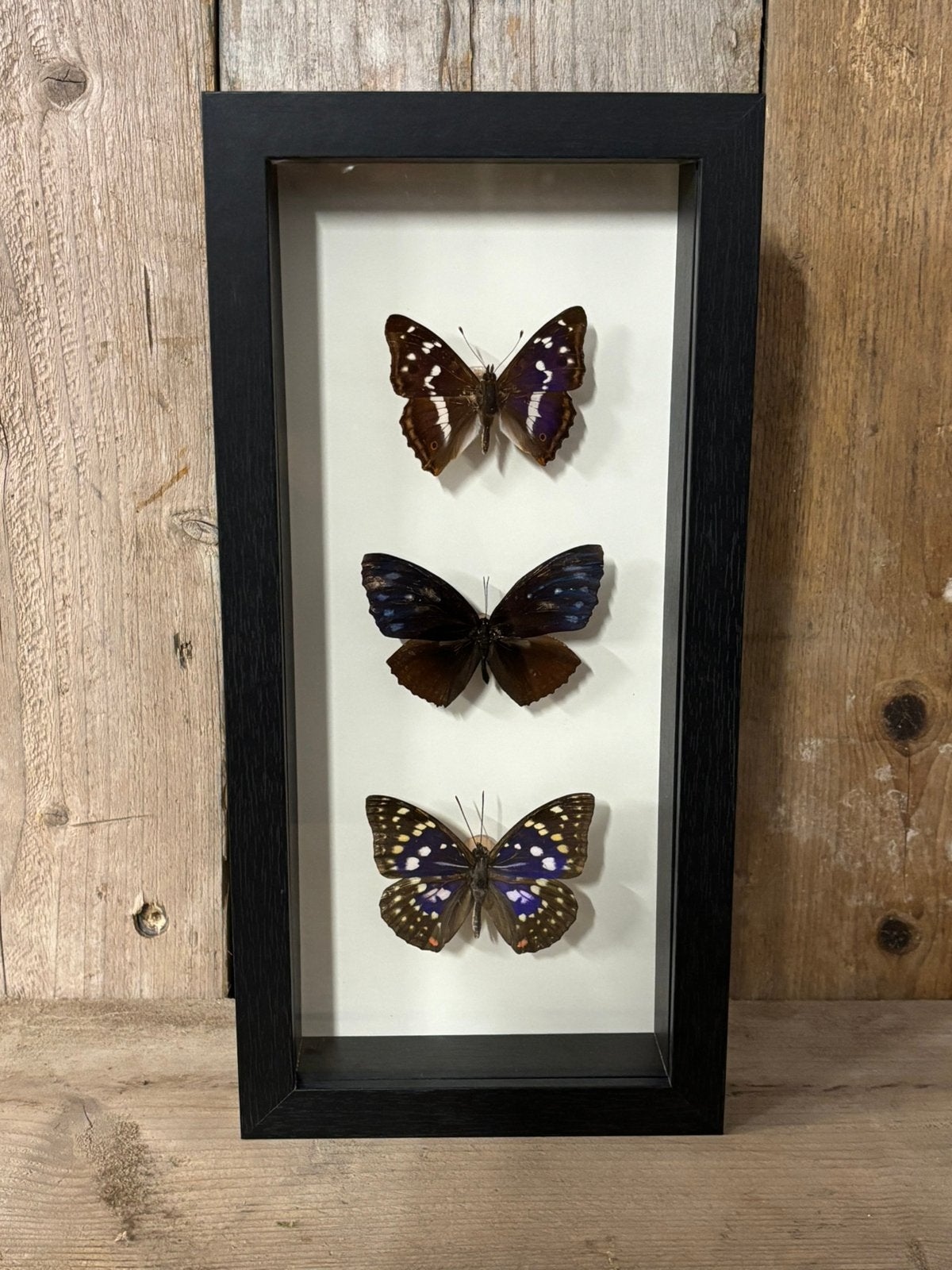 Mooie langwerpige lijst met 3 opgezette vlinders!, Ophalen of Verzenden, Nieuw, Insect, Opgezet dier