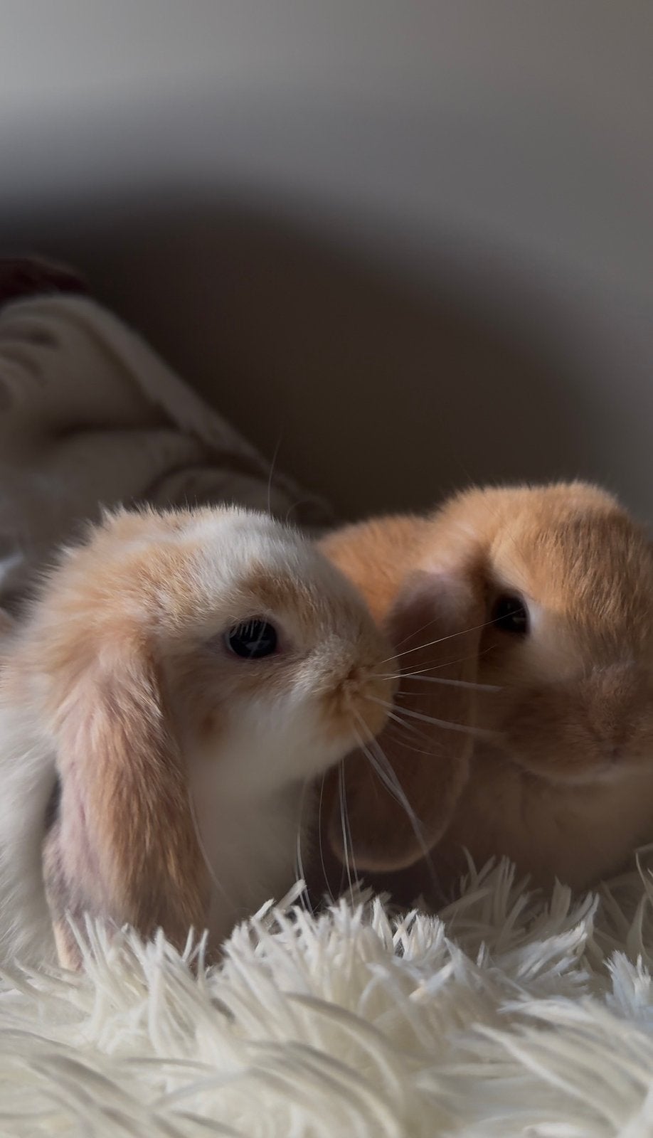 Minilop konijntjes gevacinneerd, Meerdere dieren, Dwerg, Hangoor, 0 tot 2 jaar