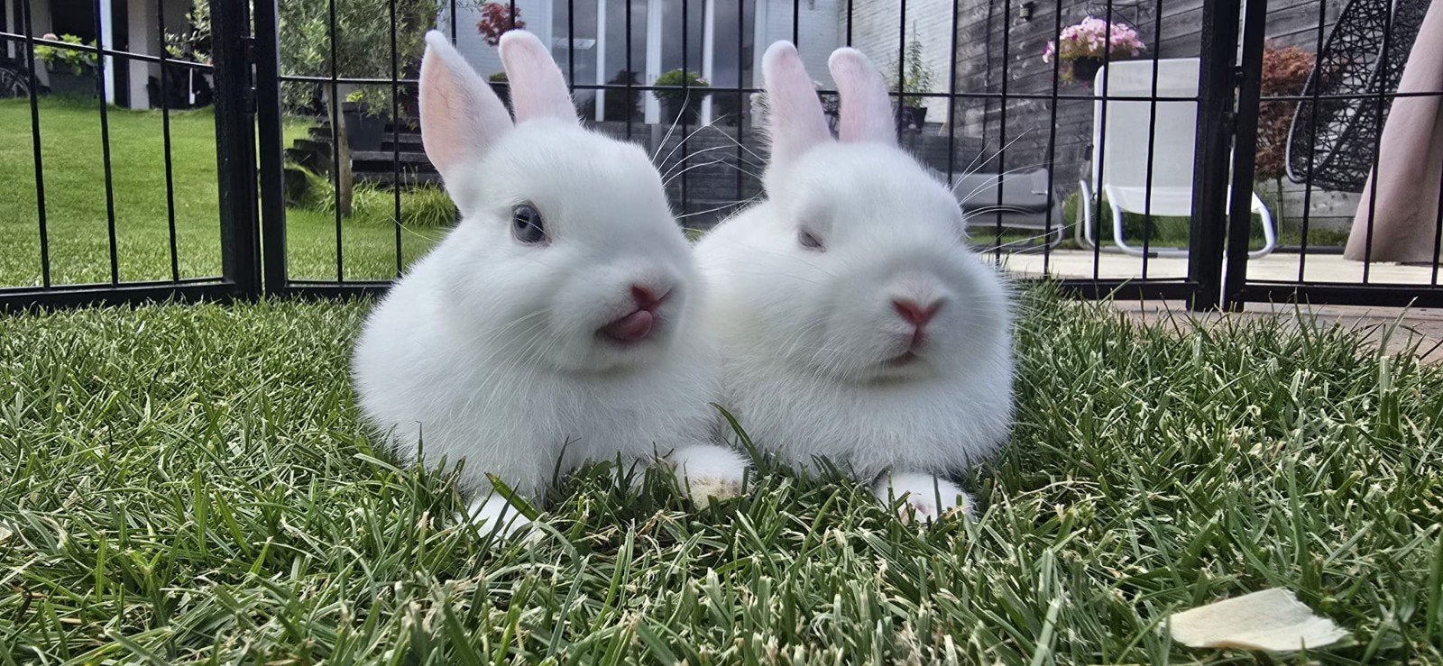2 knappe blauwoog pooltjes voedsters, Dieren en Toebehoren, Konijnen, Vrouwelijk, Dwerg, 0 tot 2 jaar