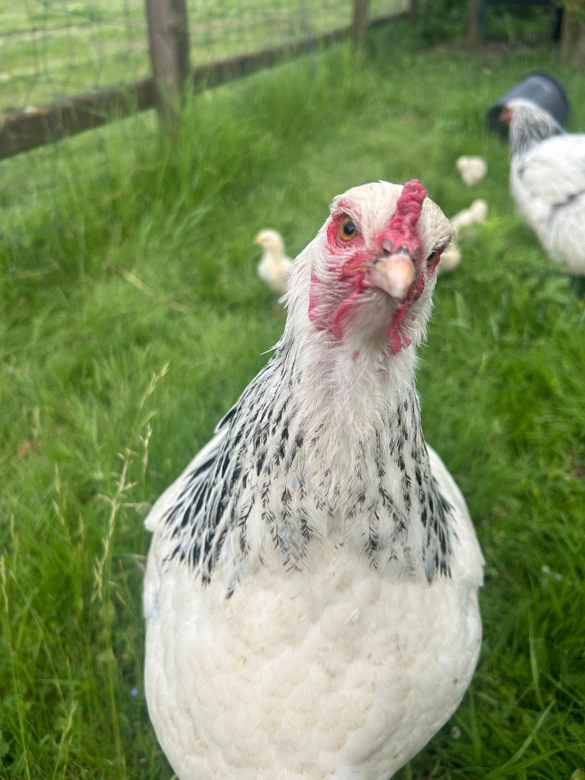 4 Brahma kuikens, geslacht onbekend, Dieren en Toebehoren, Pluimvee, Geslacht onbekend, Kip