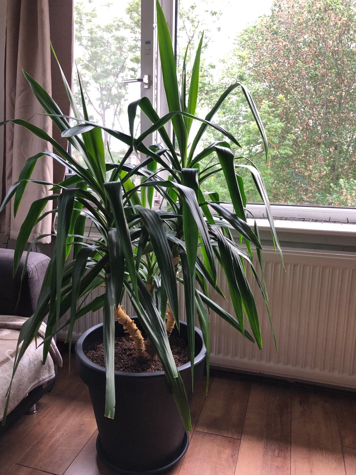 Twee grote groene kamerplanten, zelf opgekweekt, Ophalen, 200 cm of meer, Overige soorten, Halfschaduw