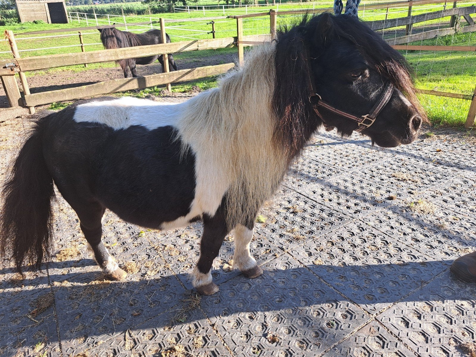 Lieve, aanhankelijke merrie (83 cm) - Drachtig, Merrie, A pony (tot 1.17m)