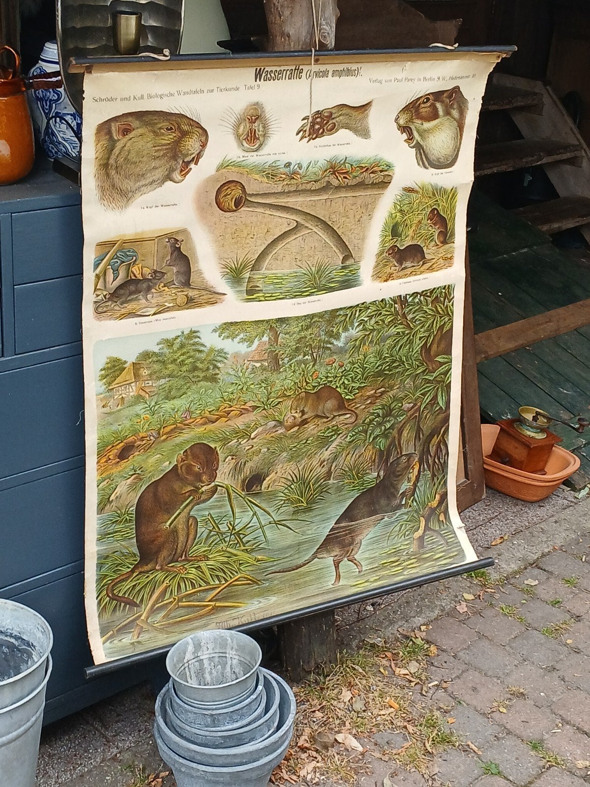 Antieke schoolplaat 'Wasserratte' (Woelrat), Ophalen of Verzenden