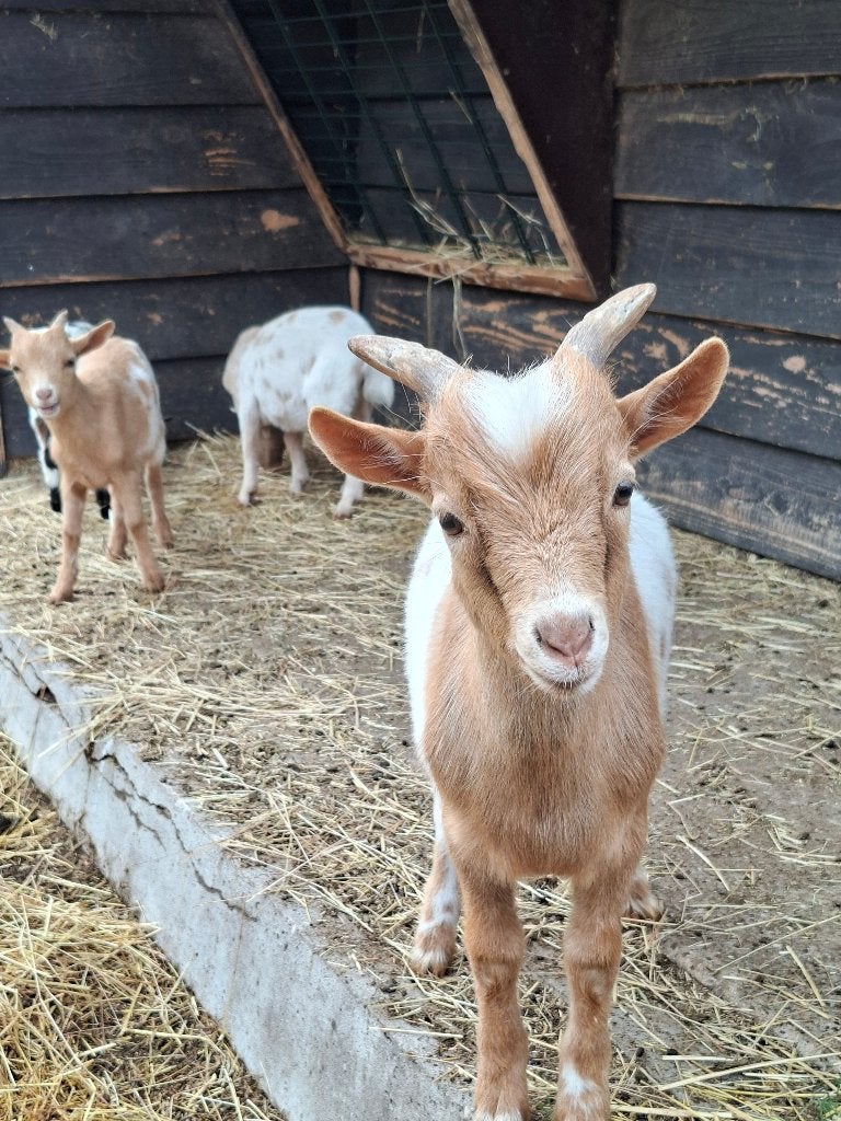 Bokje, kleur bruin en wit, Dieren en Toebehoren, Mannelijk, Geit