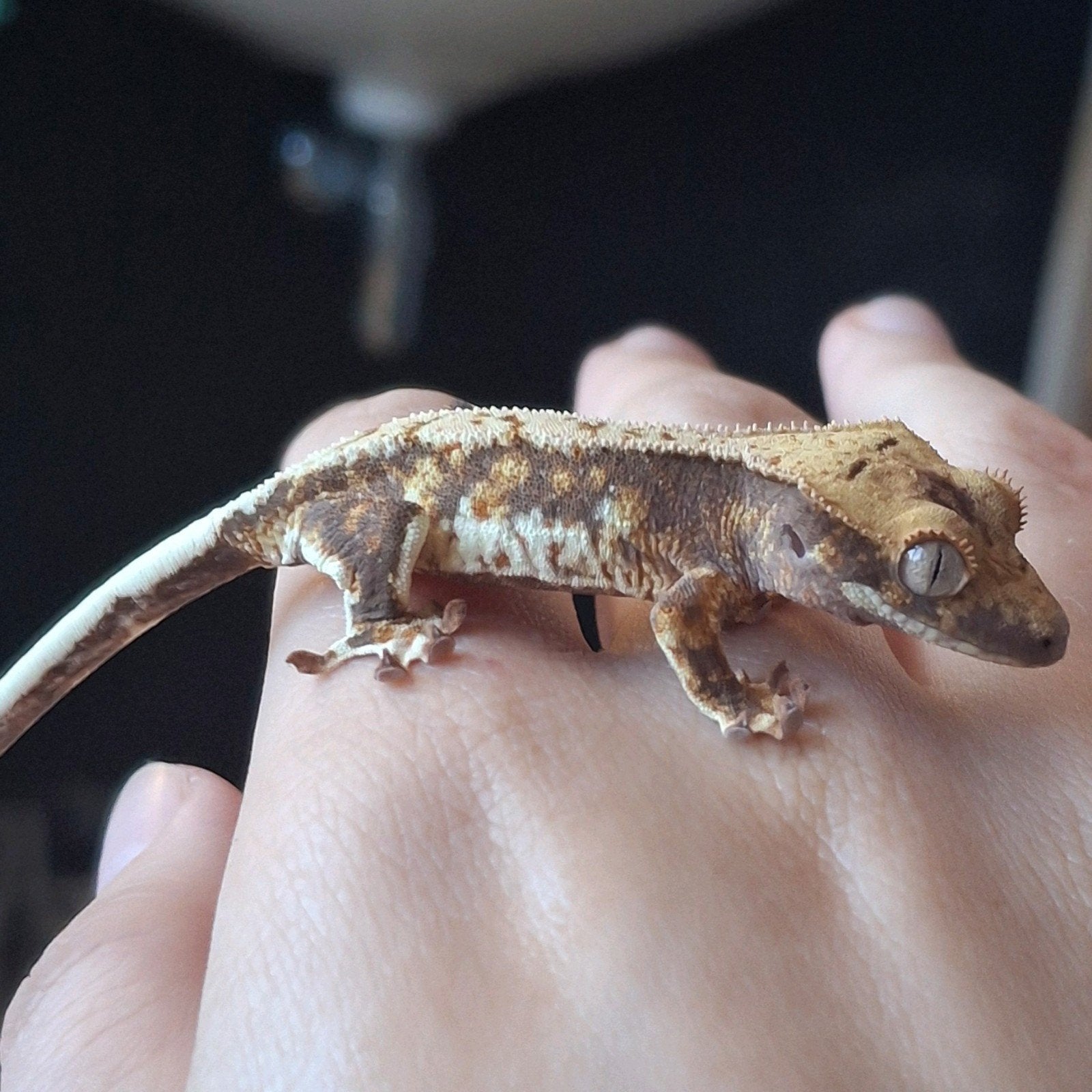 Leuke tricolor lilly white wimpergekko/crested gecko 0.0.1 Crested Gecko photo 2
