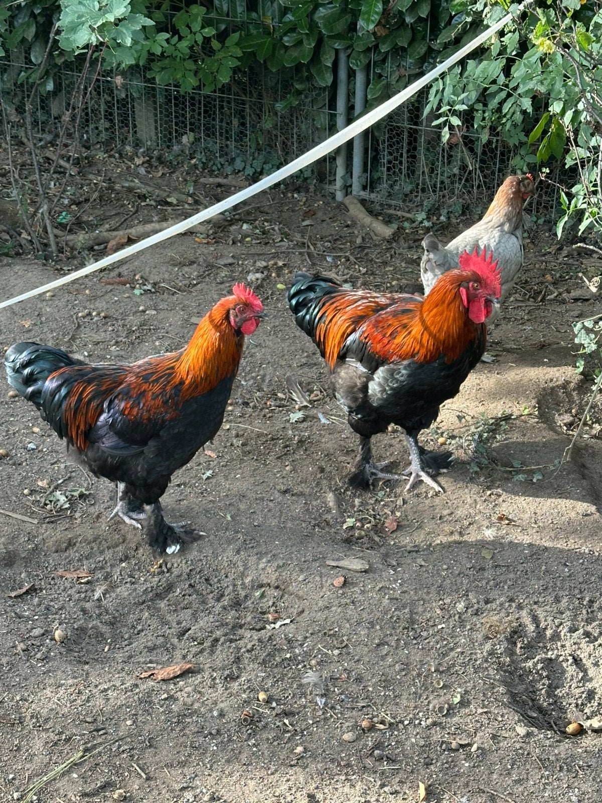 Gratis, Marans haan, Dieren en Toebehoren, Mannelijk, Kip