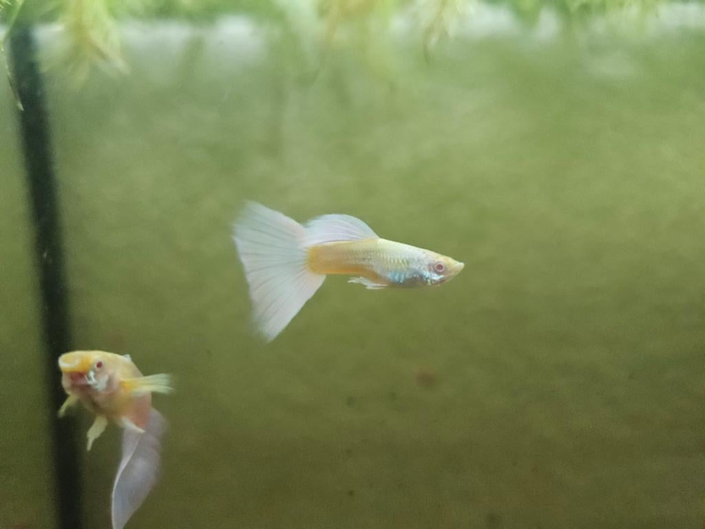 Albino platinum guppen, Vis
