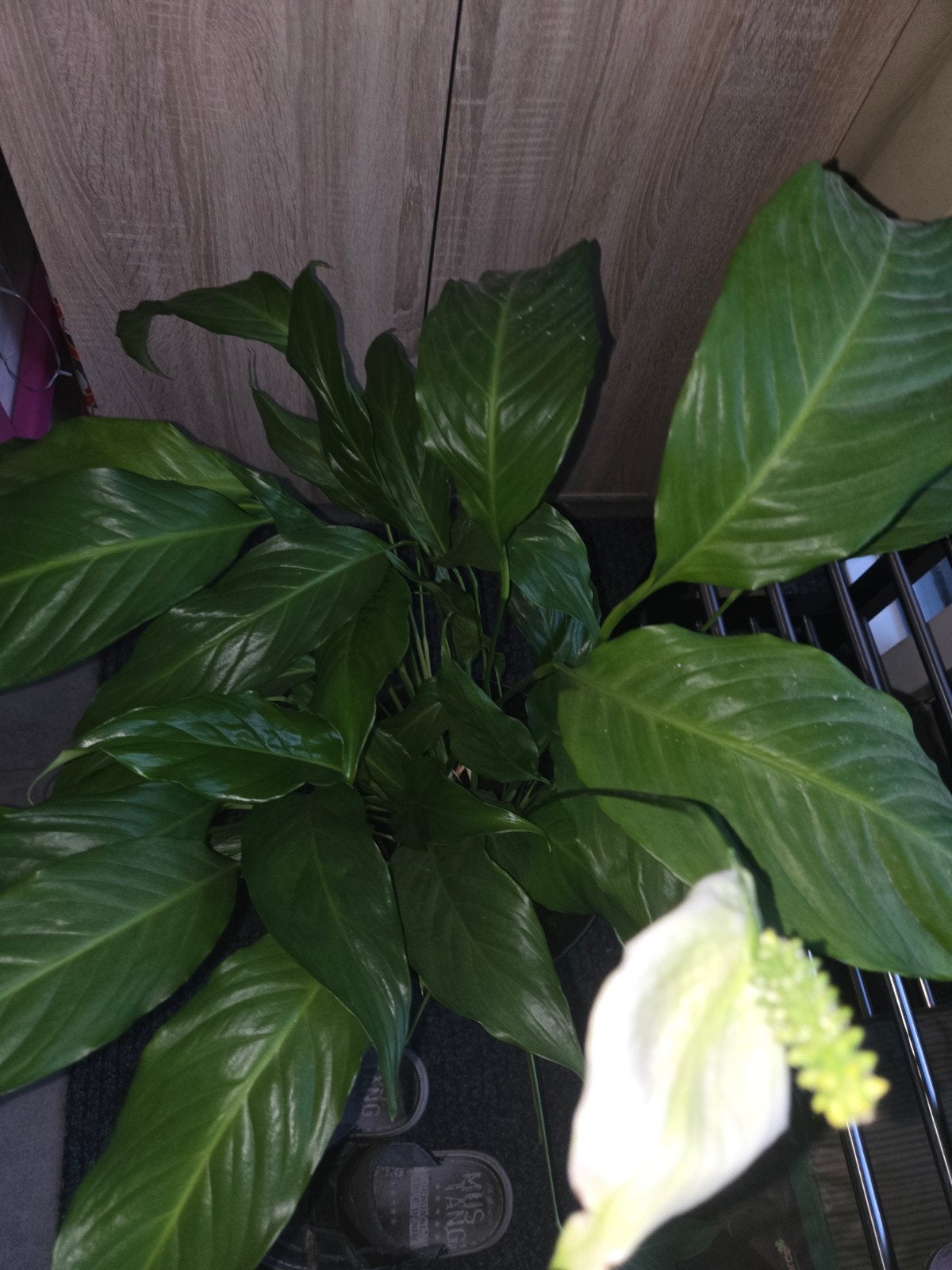 Mooie Lepelplant (Spathiphyllum) - Luchtzuiverend, Ophalen, Halfschaduw, Minder dan 100 cm