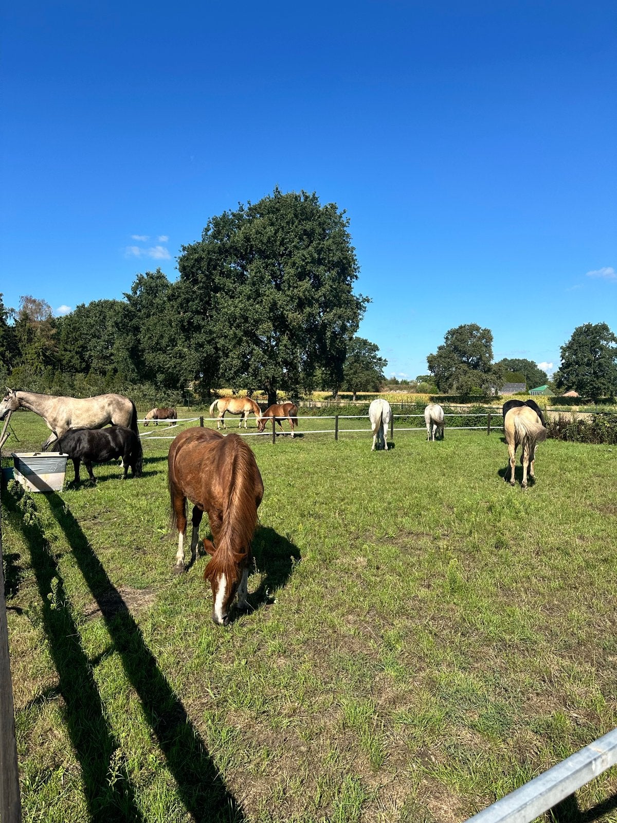 Vrijwilligers gezocht paardenopvang, Vacatures