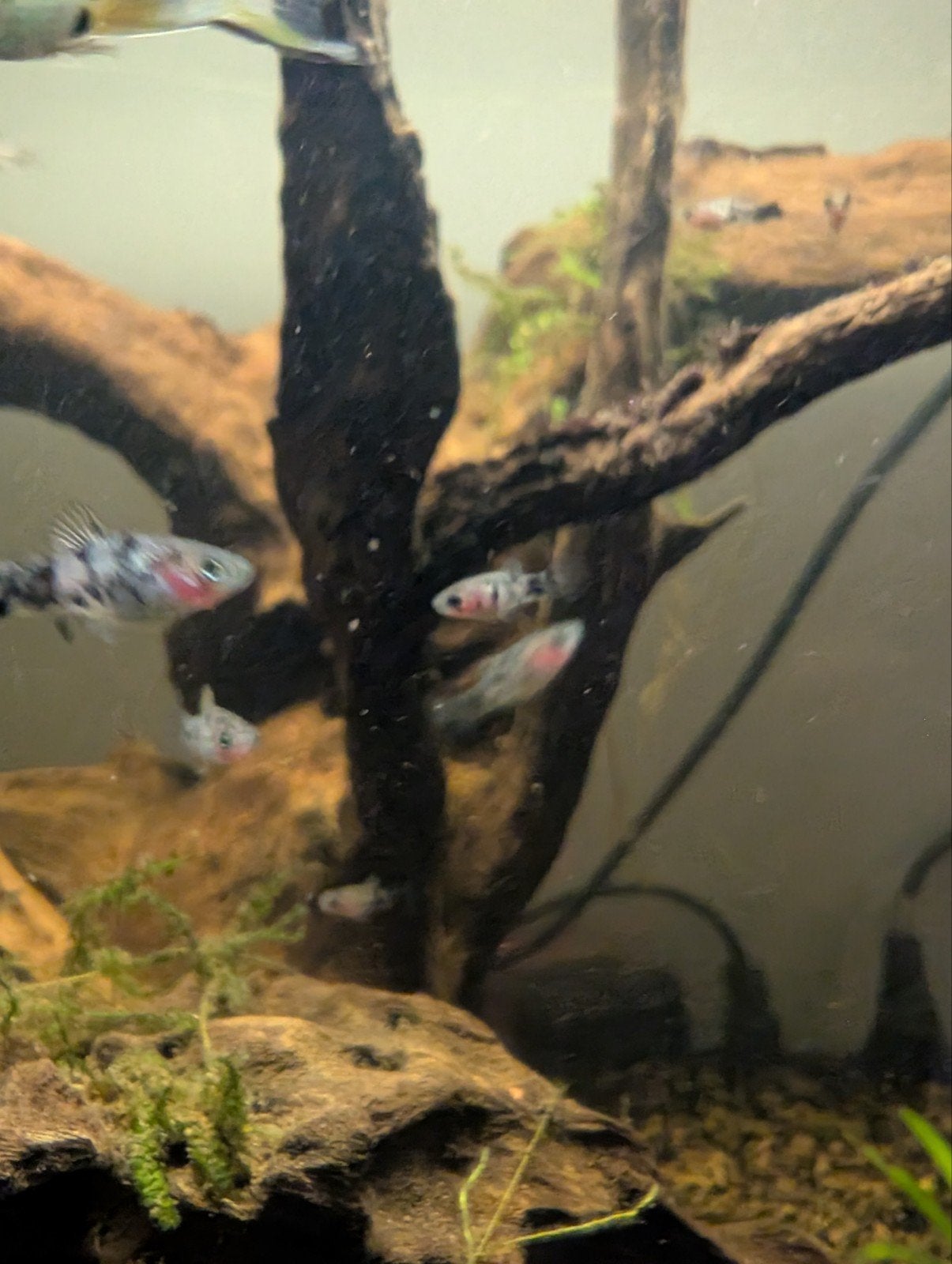 jonge platys plaatjes, Vis