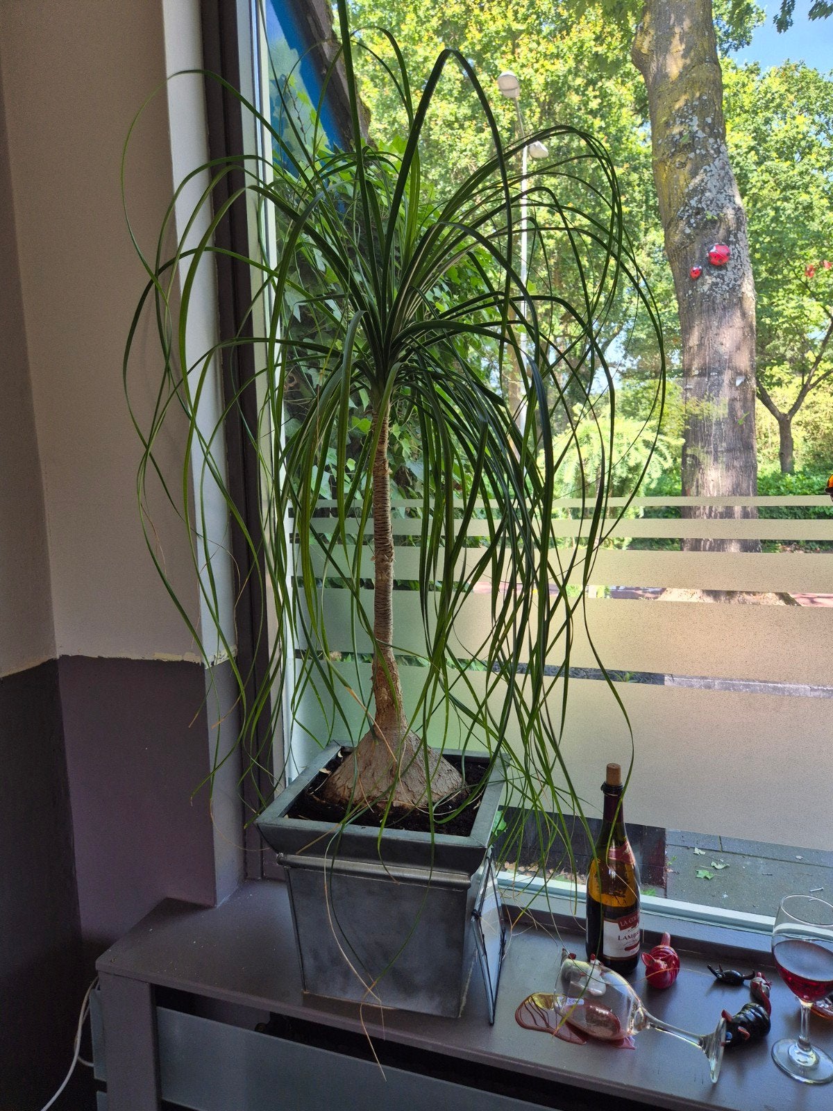 Grote Olifantspoot (Beaucarnea recurvata) in pot, Ophalen, In pot, Halfschaduw