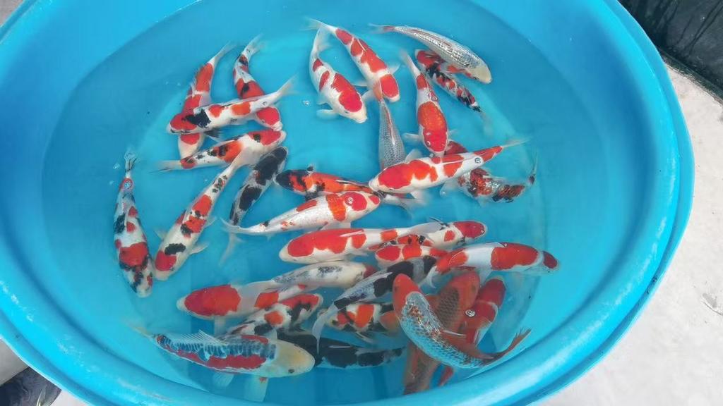 Mix koi van 35/40cm., Karper of Koi