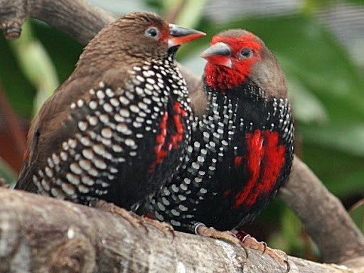 Koppel Emblema Picta beschikbaar, Dieren en Toebehoren, Vogels | Overige Vogels, Meerdere dieren, Tropenvogel, Geringd