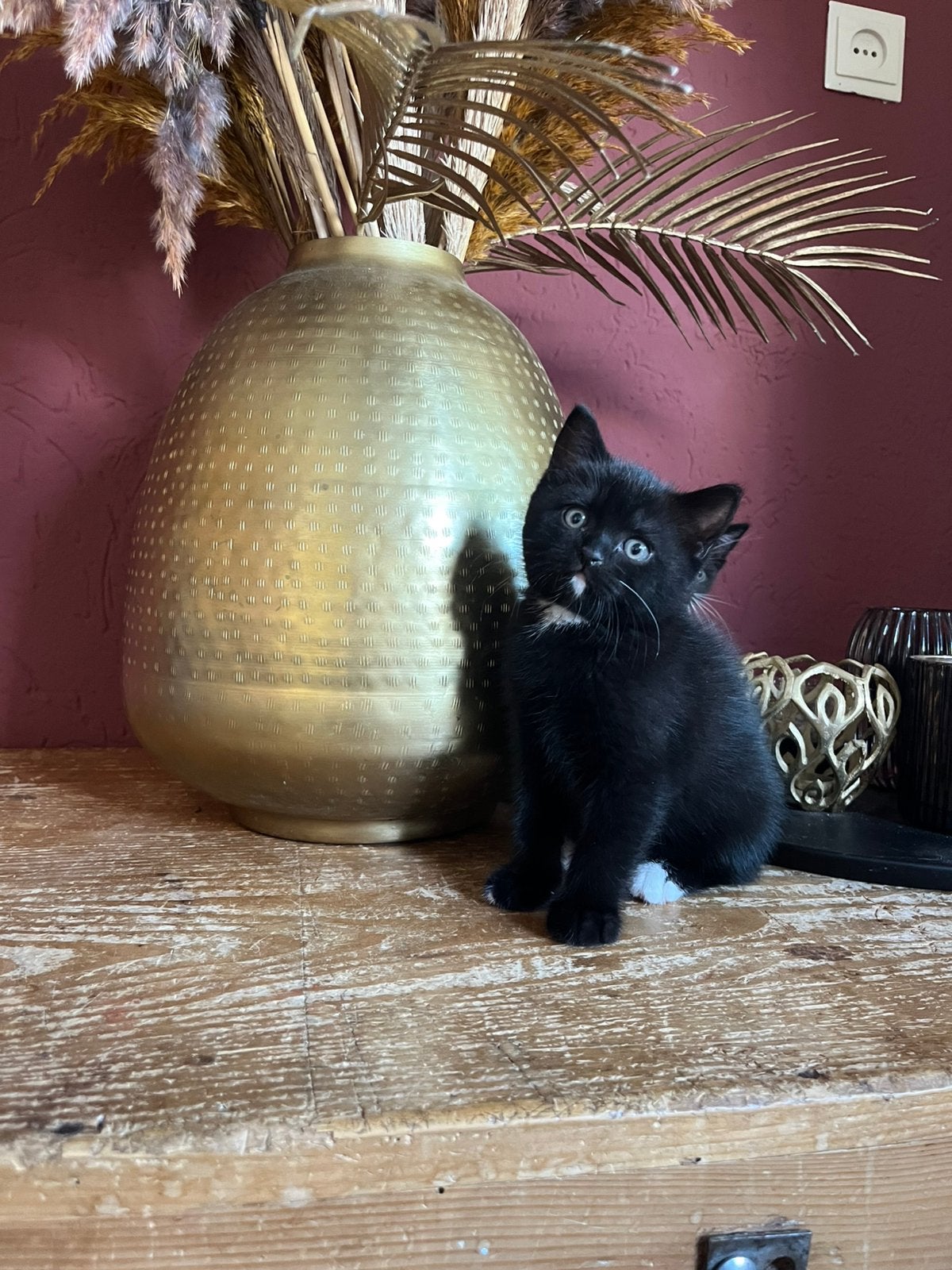 Britse korthaar x, Kater, Ontwormd, 0 tot 2 jaar
