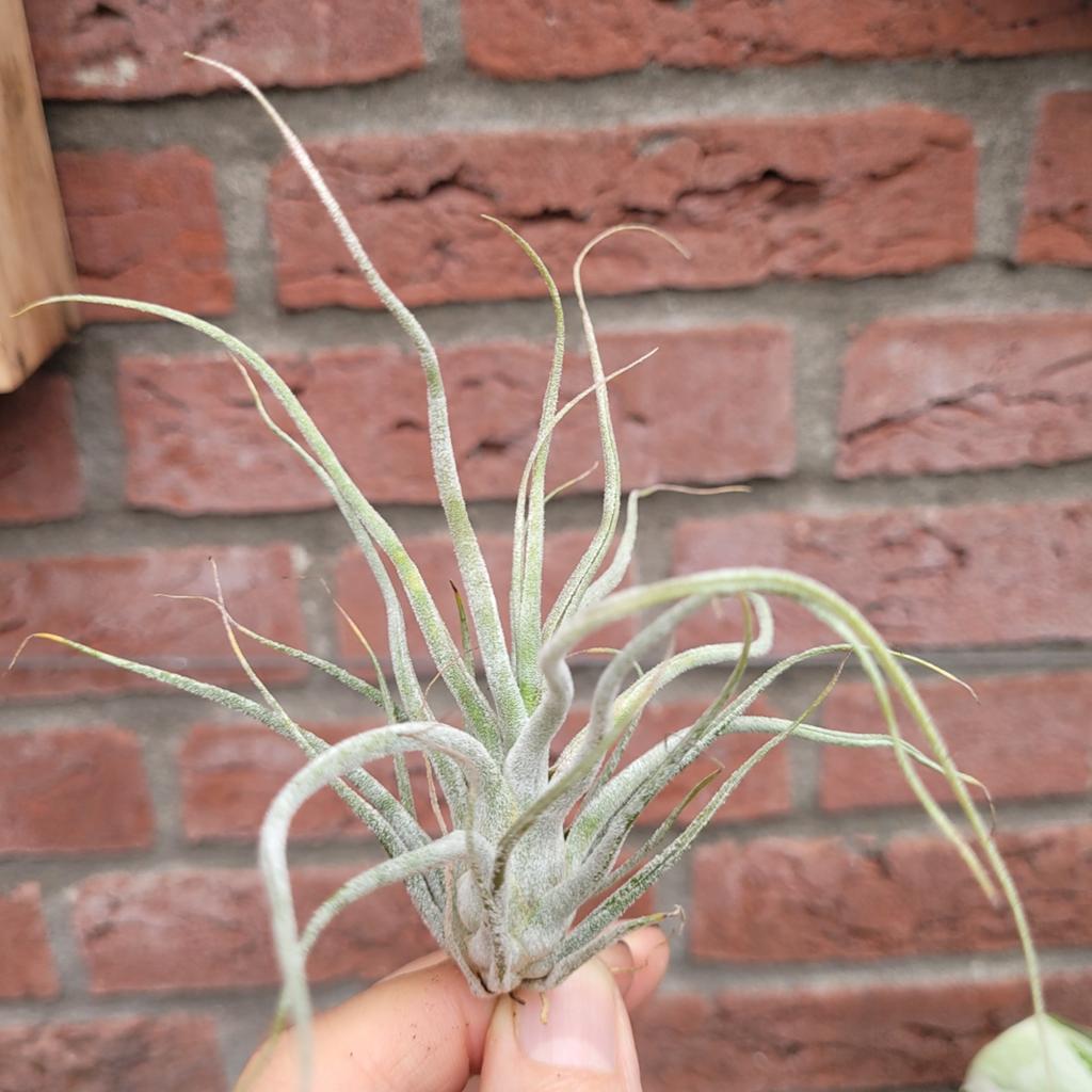 Tillandsia ehlersiana, Huis en Inrichting, Kamerplanten, Ophalen of Verzenden, Halfschaduw, Minder dan 100 cm
