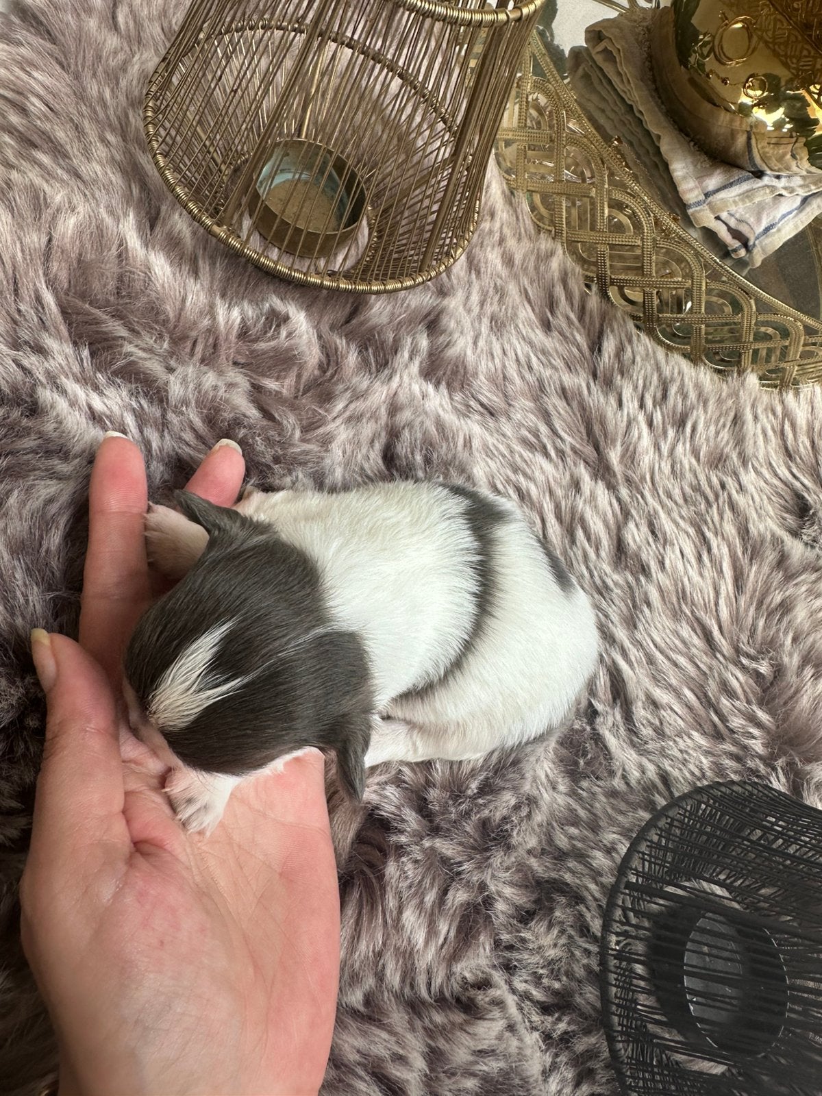 Raszuivere chihuahua pups super mini en mooi gekleurd, Dieren en Toebehoren, Honden | Chihuahua's en Gezelschapshonden, 8 tot 15 weken
