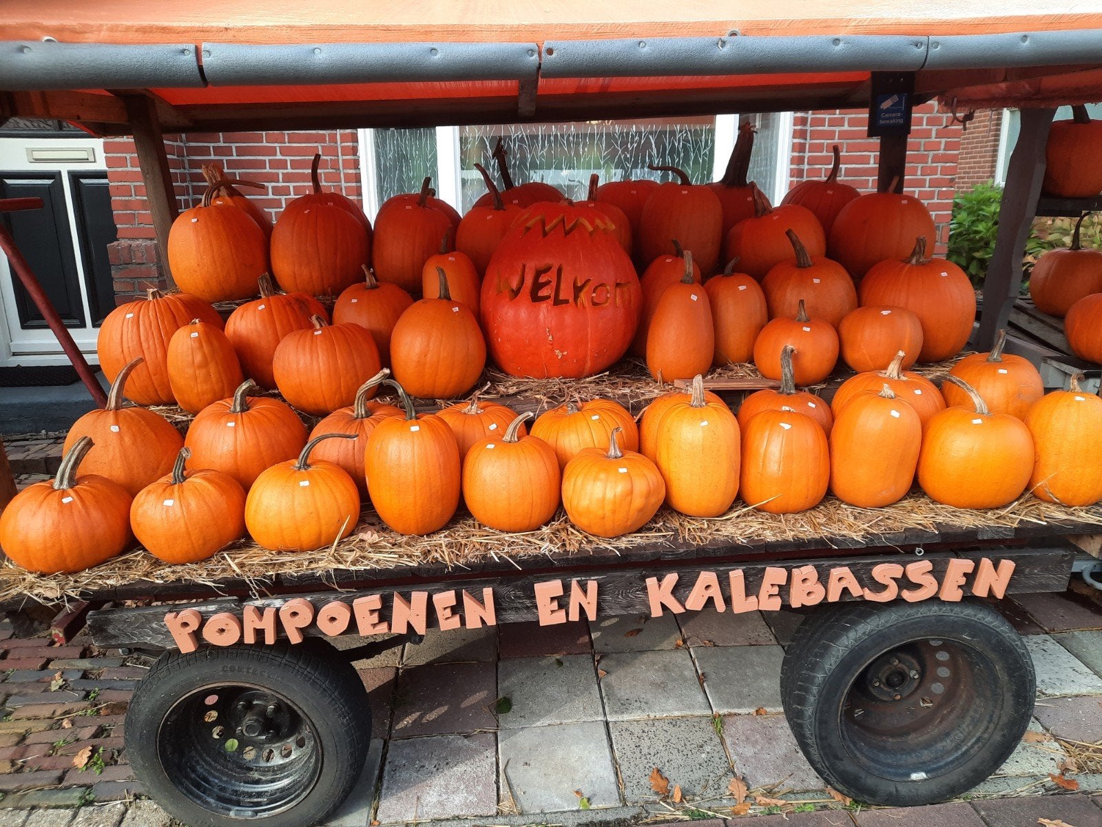 Halloween pompoenen, Tuin en Terras, Ophalen of Verzenden