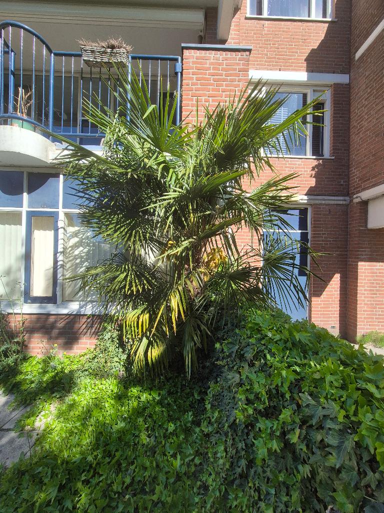 Palmboom, Tuin en Terras, Planten | Bomen, 100 tot 250 cm, Zomer, Palmboom, Ophalen