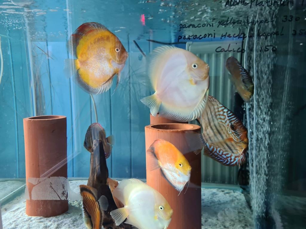 Calico Discus, Symphysodon Discus, Vis, Zoetwatervis