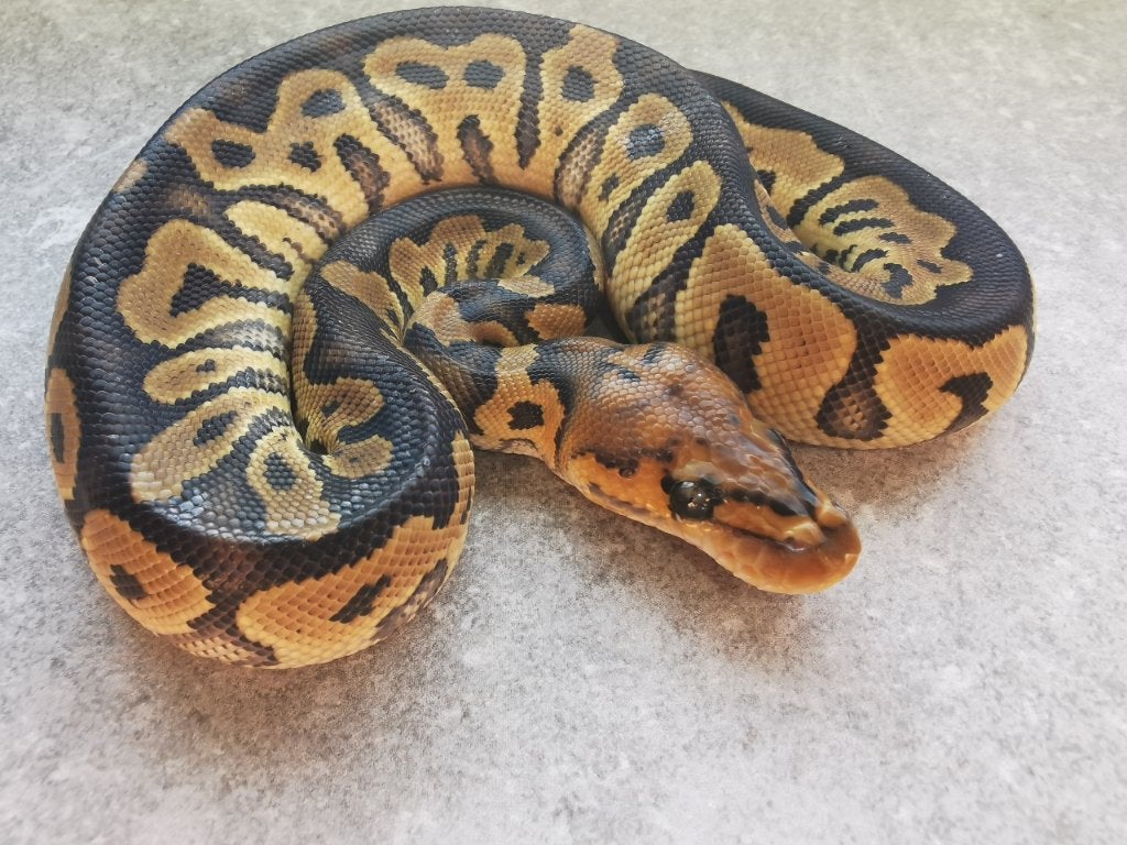 0.1 Clown Koningspython Ball Python photo 2