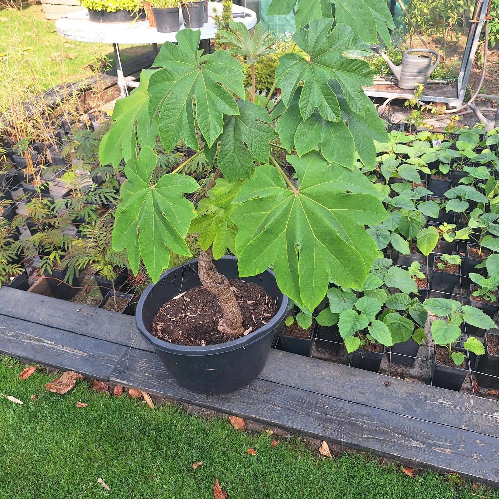 Rijstpapierplant Tetrapanax papyrifera, Vaste plant, Bloeit niet, Halfschaduw, Ophalen