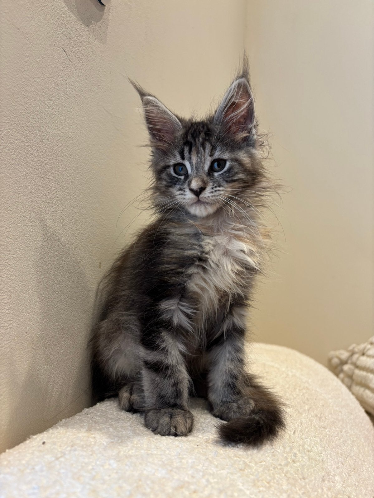Maine coone kitten, Poes