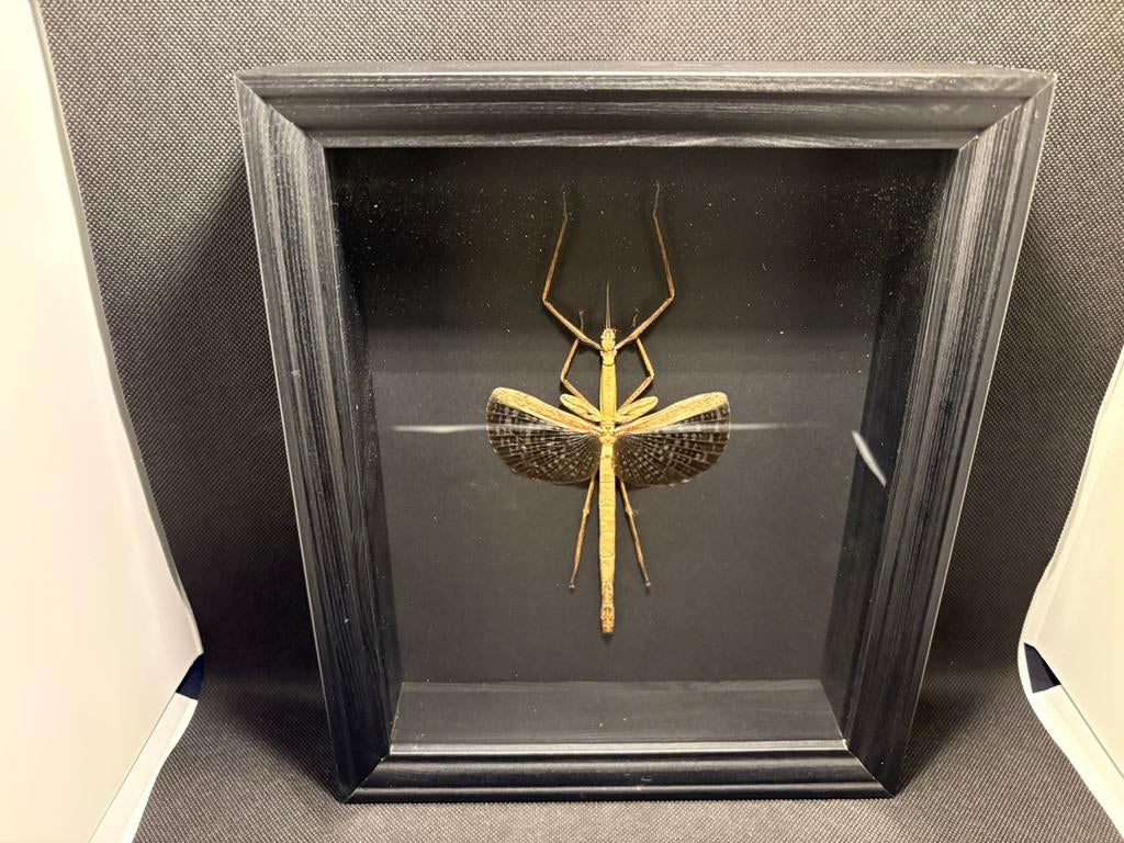 Geprepareerde wandelende tak in een luxe 3d lijst, Ophalen of Verzenden, Insect, Opgezet dier