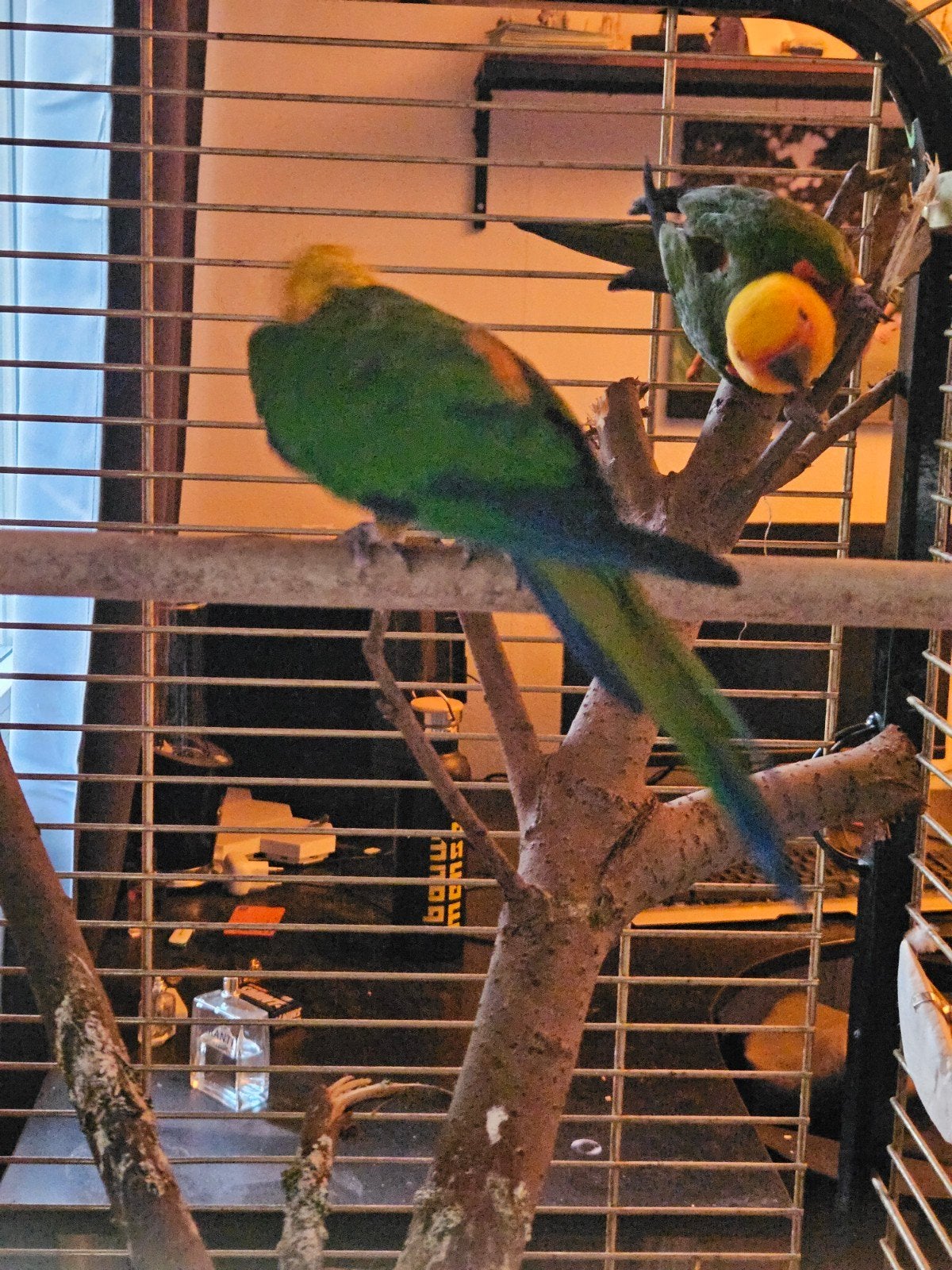 koppel aratinga jendaya's incl kooi, Dieren en Toebehoren, Meerdere dieren, Parkiet
