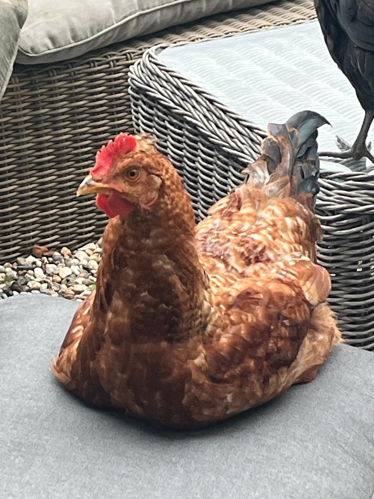 Mak en lief Jong cream legbar haantje zoekt eigen kipjes, Dieren en Toebehoren, Pluimvee, Mannelijk, Kip