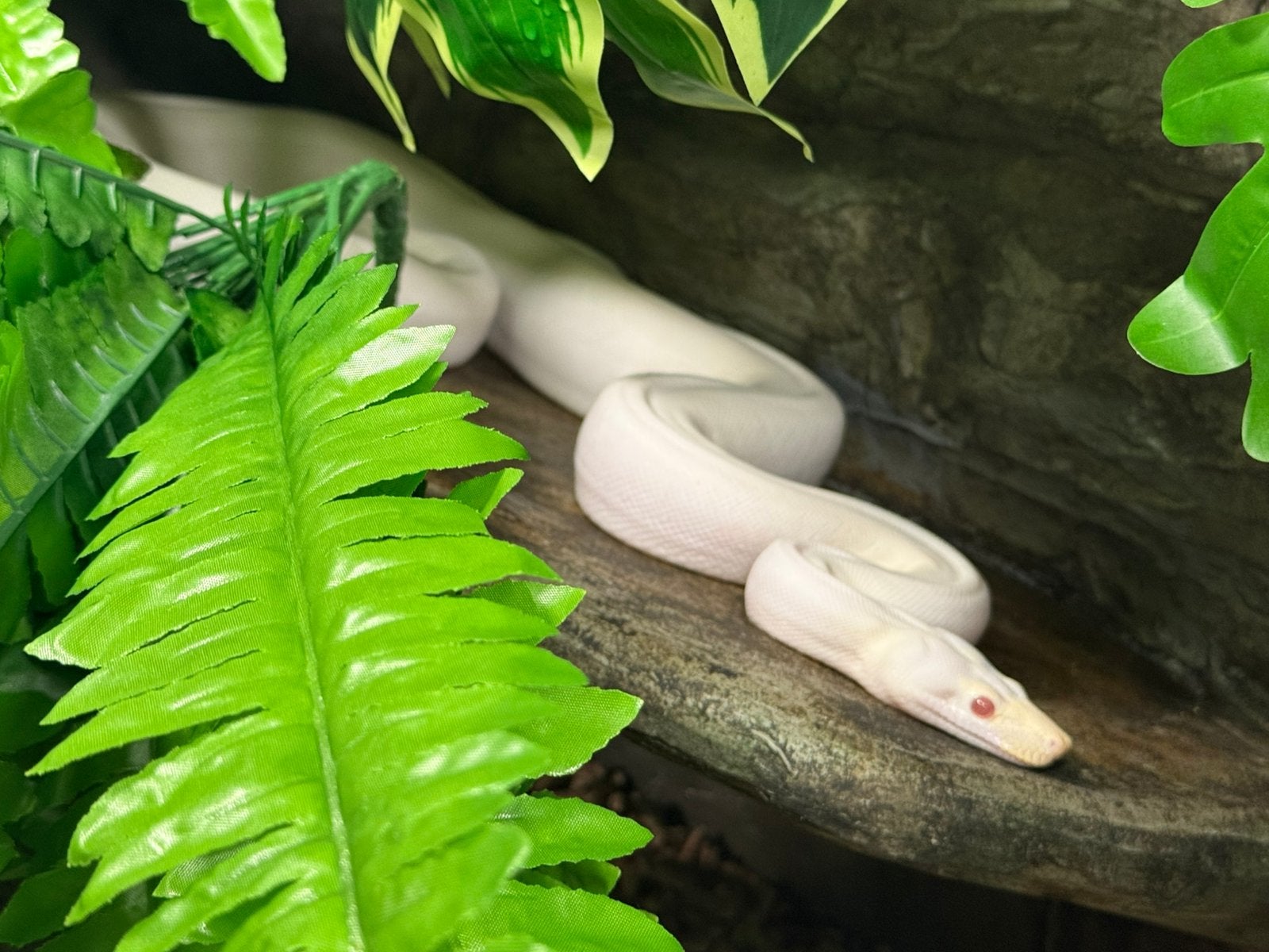 Boa constrictor.  Blizzard kahl albino rdr bea. 1.0. Boa Constrictor photo 3