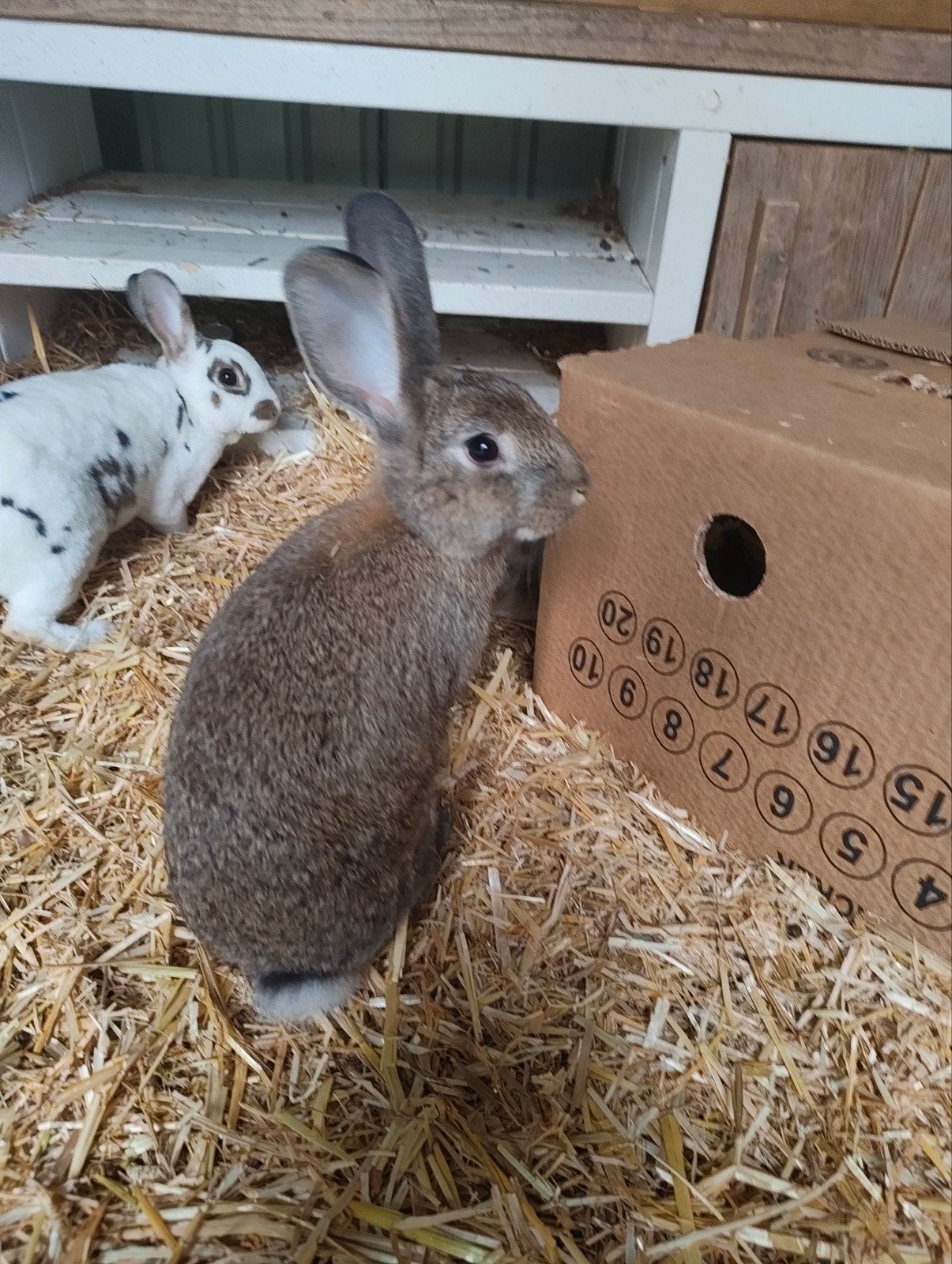 Konijntjes twee mannetjes, Dieren en Toebehoren, Mannelijk