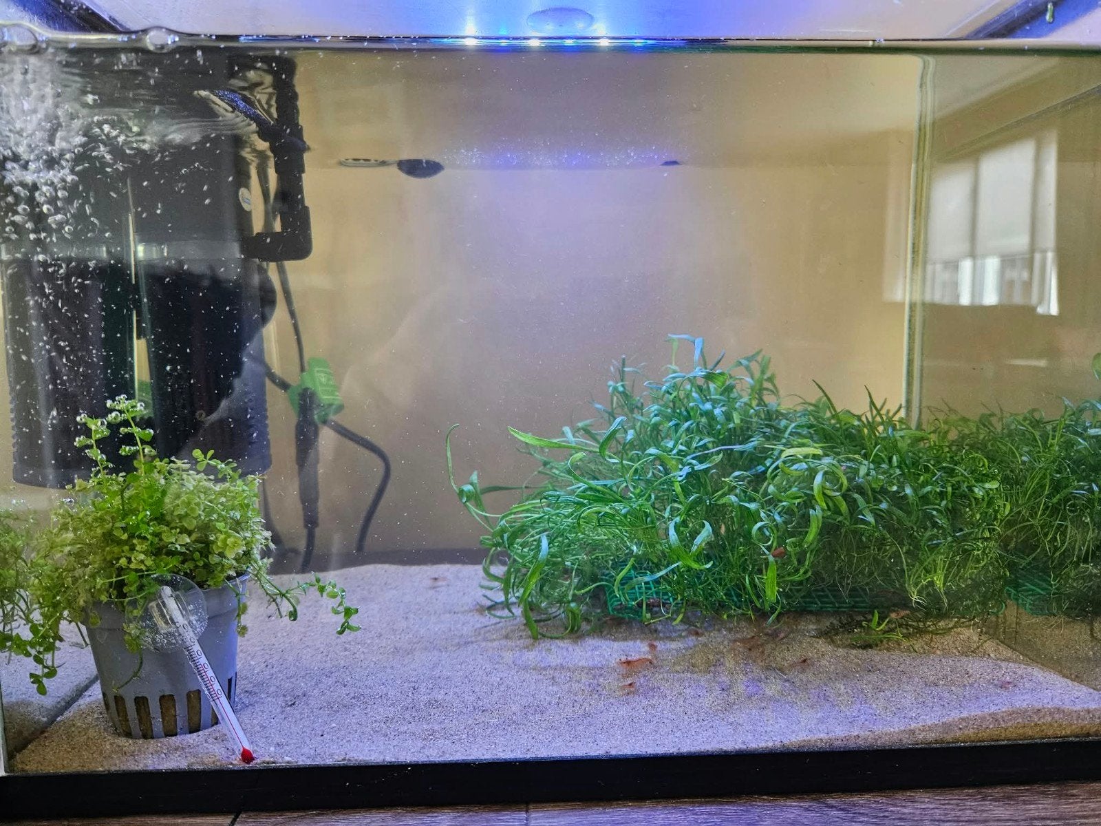 Compleet zoetwater aquarium met rode vuurgarnalen te koop, Ophalen, Inclusief deksel, Gebruikt, Gevuld zoetwateraquarium