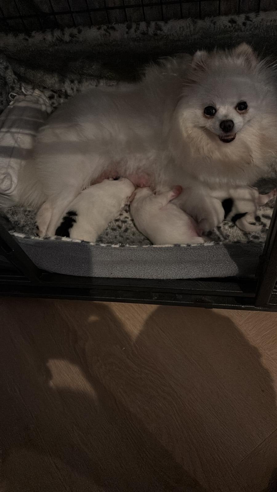 Warm huisje voor onze pomerians pups, Parvo, Keeshond, 15 weken tot 1 jaar, Meerdere