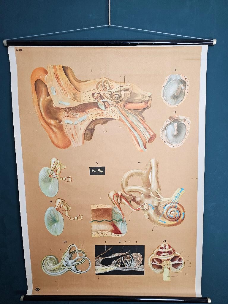Vintage anatomische schoolplaat oor 85x120 cm, Antiek en Kunst, Antiek | Schoolplaten, Ophalen of Verzenden, Natuur en Biologie