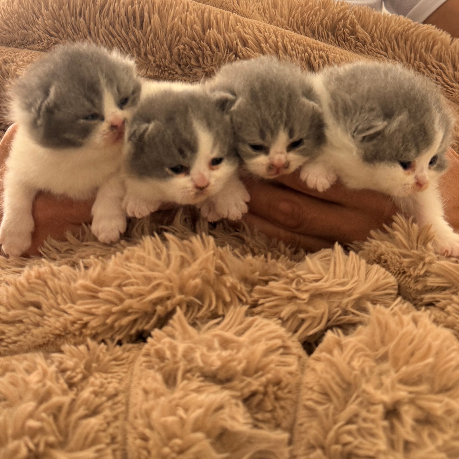 Britse korthaar kittens zoeken goede thuis