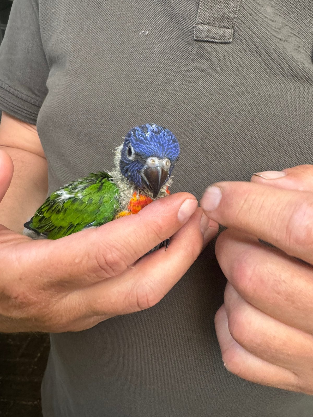 Te koop lori van de blauwe bergen., Dieren en Toebehoren, Vogels | Parkieten en Papegaaien, Geslacht onbekend, Papegaai, Geringd