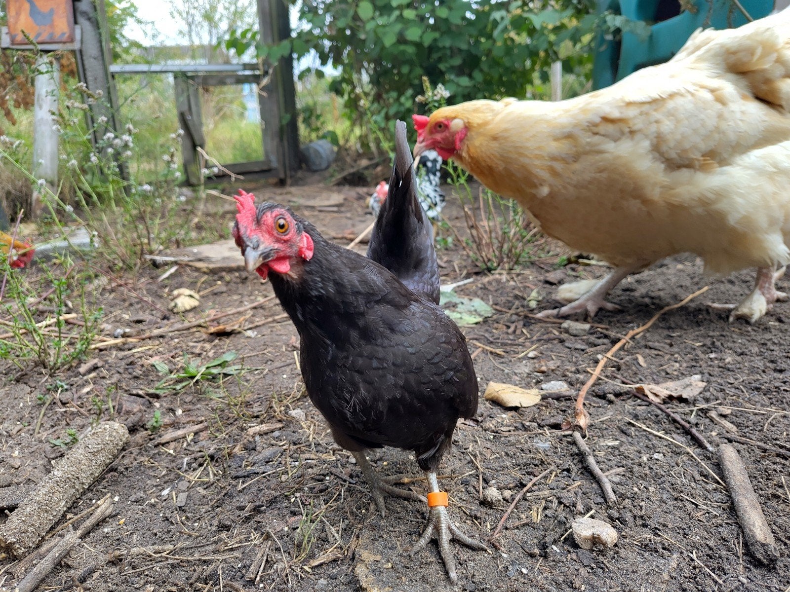 5 leuke kippen zoeken een nieuw huisje, Dieren en Toebehoren, Vrouwelijk, Kip