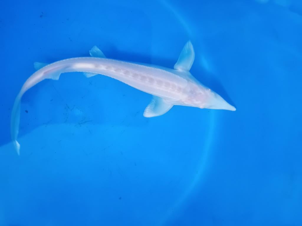 Prachtige albino steuren, Steur