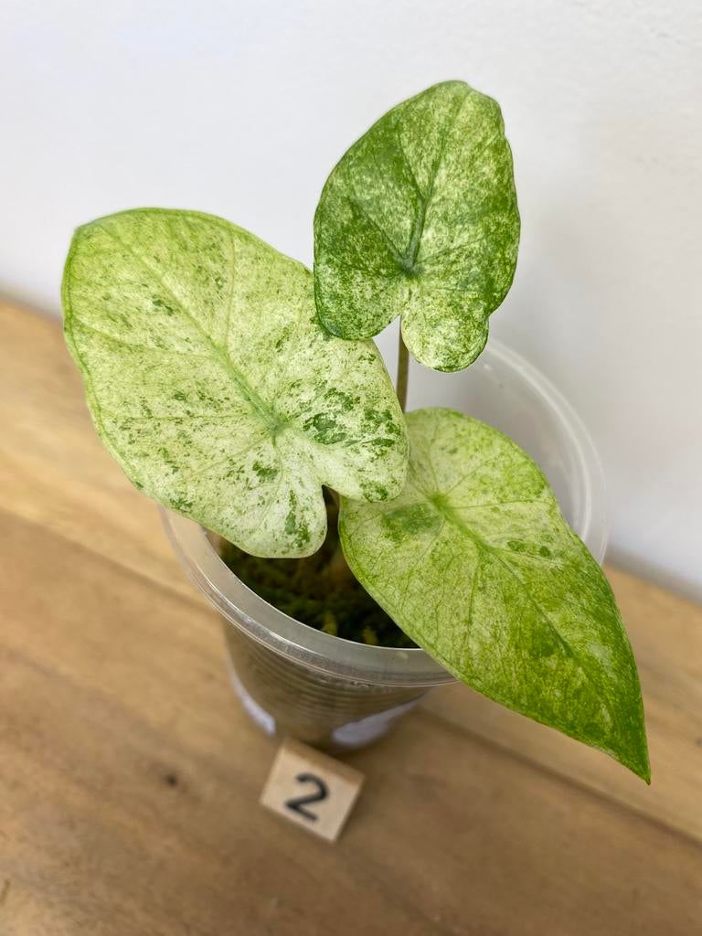 Alocasia Macrorrhiza Splash Variegata #2, Huis en Inrichting, Kamerplanten, Ophalen of Verzenden, Halfschaduw, Minder dan 100 cm