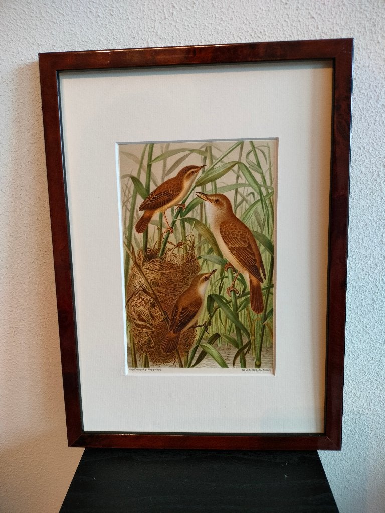 Chromolitho Litho A. Haase Praag Vogels Vogel Birds 1888, Ophalen of Verzenden