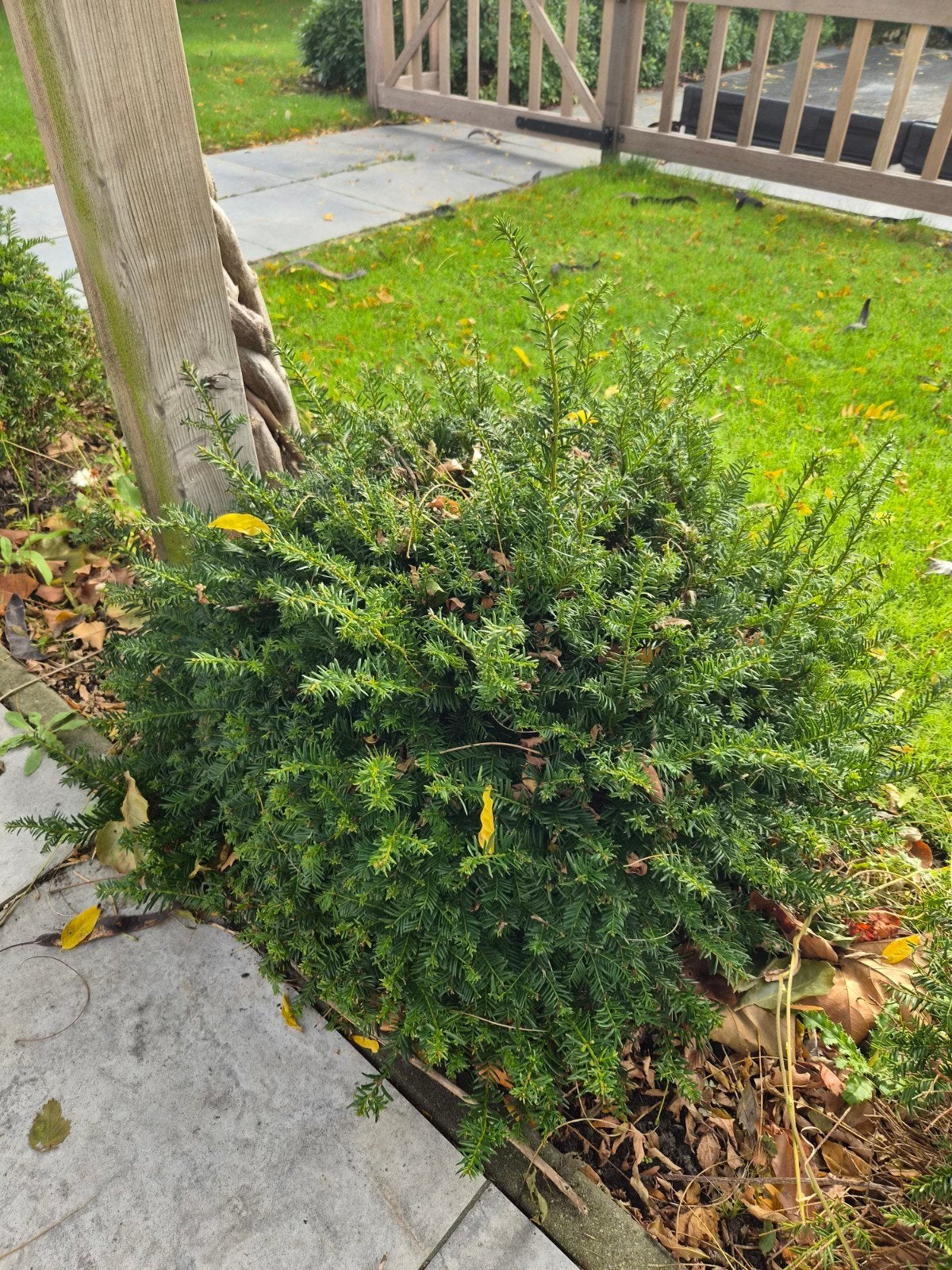 6x Bolvormige Taxus - Groenblijvende Tuinplanten, Vaste plant, Bloeit niet, Halfschaduw, Ophalen