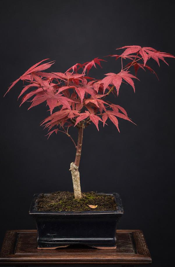 Japanse Esdoorn Bonsai - Rode Bladeren, Tuin en Terras, Overige soorten, Vaste plant, Ophalen of Verzenden, Halfschaduw