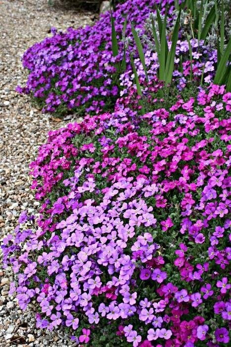 Blauwkussen plantjes, Volle zon, Vaste plant, Zomer, Ophalen