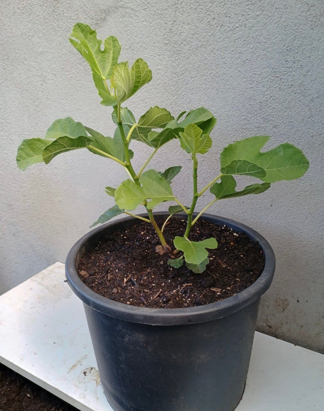 Te koop jonge vijgen boompje, Ophalen, Overige soorten