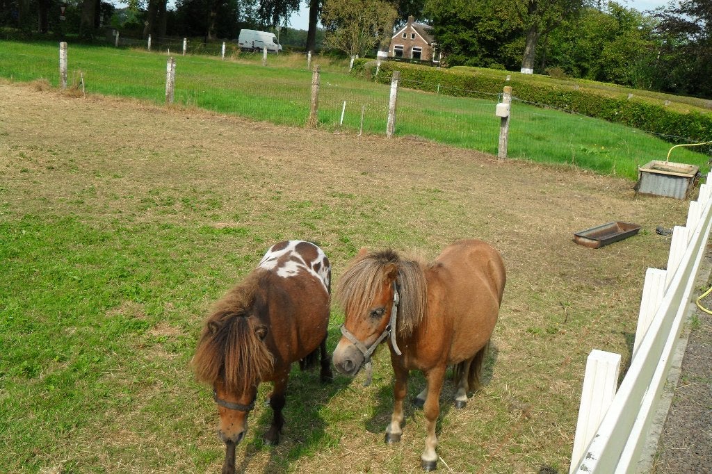 Te koop Mini Hengstje 78 cm bruin schabrak bont., Dieren en Toebehoren, Pony's, Niet van toepassing, A pony (tot 1.17m), Meerdere dieren